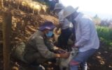 دام‌های منطقه ییلاقی اربناب و درفک رودبار علیه آبله واکسینه شدند