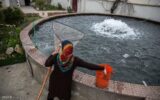 رئیس سازمان جهاد کشاورزی گیلان: ظرفیت‌های آبزی پروری خارج از دریا در گیلان فعال می‌شود