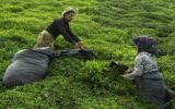 خریداری ۹۴ هزار تن برگ سبز چای از چایکاران شمال کشور