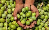 رئیس سازمان جهاد کشاورزی گیلان: افزایش ۳ برابری تولید زیتون در گیلان