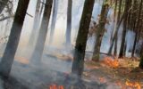 مدیرکل منابع طبیعی گیلان خبر داد؛ آتش سوزی در ۳ هکتار از اراضی جنگلی استان گیلان