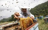 معاون بهبود تولیدات دامی جهادکشاورزی گیلان:افزایش۱۰ درصدی برداشت عسل در گیلان