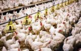 ۱۸۰ پرونده تخلف عرضه مرغ در گیلان تشکیل شد