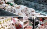 نظارت بر بازار مرغ در گیلان شدت گرفت