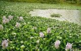 بیش از ۳۵ تن گیاه مهاجم سنبل آبی از تالاب بین‌المللی انزلی جمع آوری شد