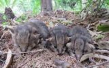 کشاورز گیلانی ۳ توله گربه جنگلی را تحویل محیط زیست داد