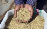 توزیع بیش از ۳۵ تن بذر گواهی شده شلتوک برنج در رضوانشهر