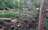 سرپرست اداره محیط زیست املش: قطع ۴۰ اصله درخت «پائولونیا» در املش توسط محیط زیست