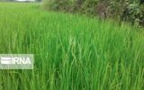 ظهور نخستین خوشه‌های طلایی برنج درپی روزها تلاش شالیکاران گیلان