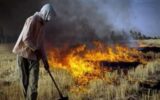 ممنوعیت سوزاندن کاه و کلش در مزارع کشاورزی