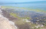 رئیس اداره حفاظت زیست‌بوم دریایی گیلان:شناگاه‌های فاقد پرچم، آلوده به باکتری مدفوعی هستند