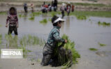 پیشقدمی١٣٣ شالیکار گیلانی برای کشت قراردادی برنج