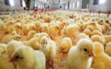 معاون بهبود تولیدات دامی جهاد کشاورزی گیلان: کشتار حدود ۶۵۰ تن گوشت مرغ در هفت کشتارگاه