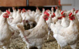 تولید روزانه ۸۴۰ تن مرغ زنده در گیلان