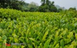 خرید تضمینی بیش از ۱۳۱ هزار تن برگ سبز چای