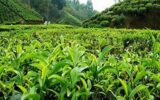 رئیس سازمان چای کشور: پرداخت۹۸۰ میلیارد تومان از مطالبات چایکاران