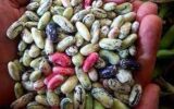 رئیس سازمان جهادکشاورزی گیلان: استان گیلان تنها استان تولیدکننده پاچ باقلا در کشور است
