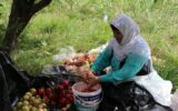 رئیس سازمان جهاد کشاورزی گیلان: پیش‌بینی برداشت هزار و۹۶۰ تن انار ترش و شیرین از باغات