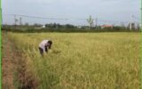 مدیر زراعت سازمان جهادکشاورزی گیلان:برداشت برنجِ چینِ دوم در ۱۵ هزار هکتار از شالیزارها انجام شد