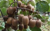 صادرات 32 میلیون دلاری کیوی توسط باغداران گیلانی