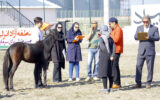 برگزاری جشنواره ملی زیبایی اسب كاسپین در منطقه آزاد انزلی