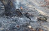 مدیرکل حفاظت محیط زیست گیلان:آتش سوزی جنگل‌های آغوزبن رودبار مهار شد