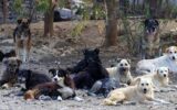مستندی برای صحت کشتار سگ‌ها در رودسر وجود ندارد