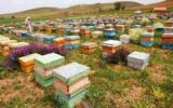 افزایش ۳ درصدی زنبورستان‌های بومی گیلان