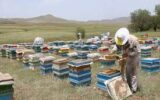 برگزاری کارگاه آموزشی پرورش زنبور عسل در سازمان جهاد کشاورزی گیلان