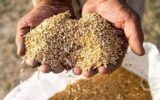 تولید یک هزار و ۵۶۷ تن بذر گواهی‌شده برنج در گیلان
