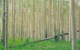 رتبه نخست گیلان در زراعت چوب