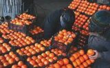 توزیع میوه و خرما در۵۱ نقطه استان گیلان