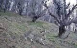 مشاهده پلنگ ایرانی در جنگل‌های هیرکانی املش