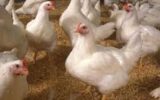 گیلان رتبه اول در تولید مرغ اجداد کشور