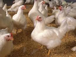 گیلان رتبه اول در تولید مرغ اجداد کشور