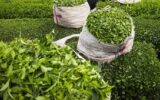 افزایش ۳۰ درصدی خرید تضمینی برگ سبز چای