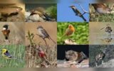زیست متنوع‌ترین گونه‌های جانوری و گیاهی در گیلان