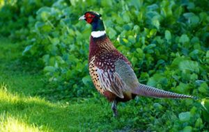 آغاز سرشماری پائیزه قرقاول خزری