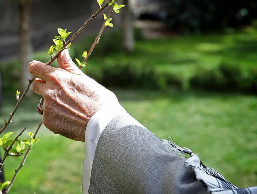 کاشت ۸۷ اصله نهال در گیلان به یاد ۸۷ سال عمر با برکت رهبر شهید