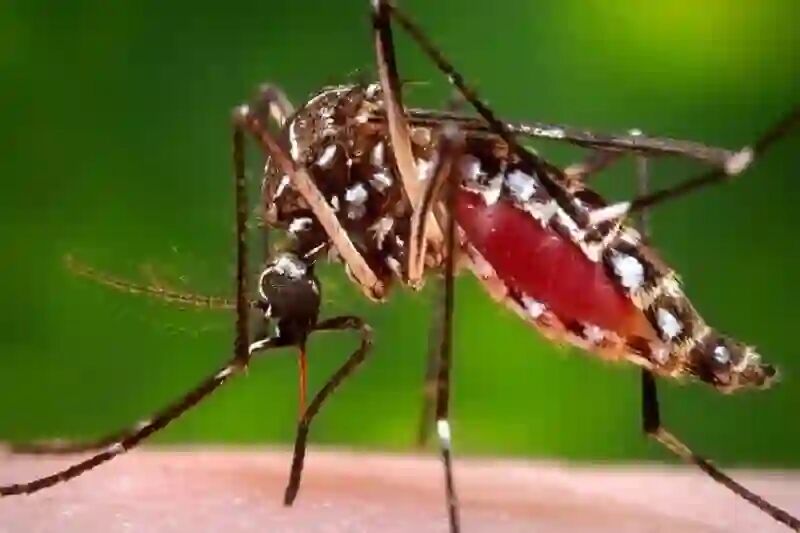 هشدار نسبت به خطرات پشه مهاجم «آئدس»