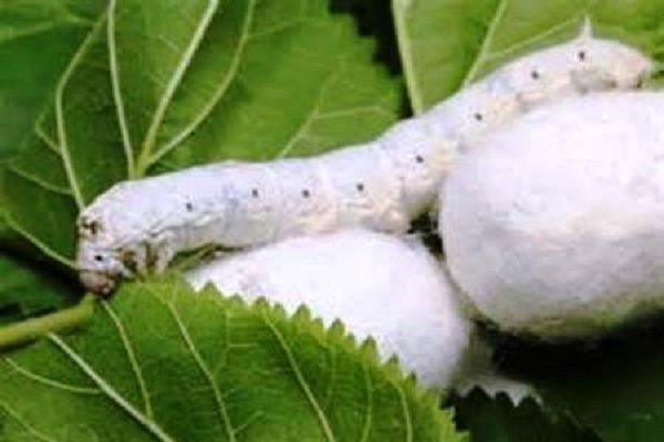 توزیع بیش از ۲۶ هزار جعبه تخم نوغان