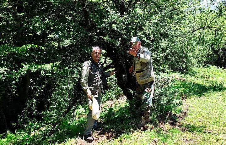 آغاز طرح شناسنامه‌دار کردن پلنگ ایرانی در جنگل‌های هیرکانی گیلان