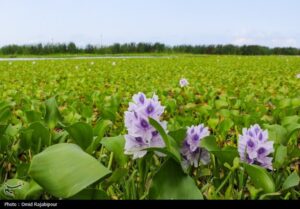 هجوم سنبل آبی به رگ‌های حیاتی شرق گیلان