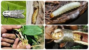 کاهش وابستگی به سموم شیمیایی با آفت‌کش‌های نانویی