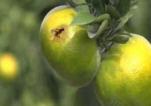 افزایش جمعیت مگس میوه مدیترانه‌ای در گیلان