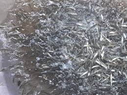 رهاسازی بیش از یک میلیون بچه ماهی در رودخانه آستارا