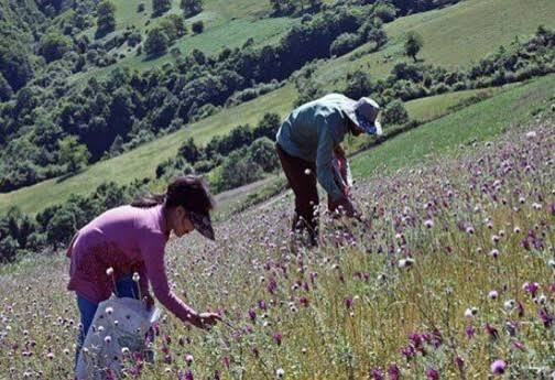 گیاهان دارویی؛ فرصتی برای تنوع‌بخشی به اقتصاد روستا