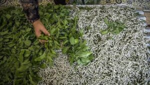 تعرفه واردات نخ ابریشم افزایش می‌یابد
