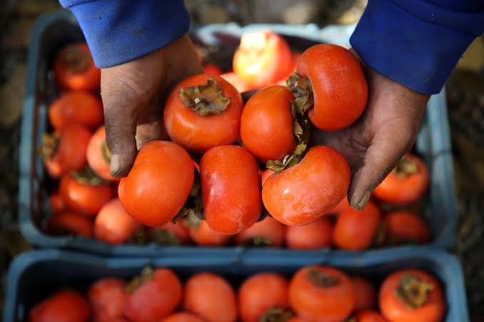 آغاز فصل برداشت خرمالو از ۲۷۰ هکتار باغ گیلان