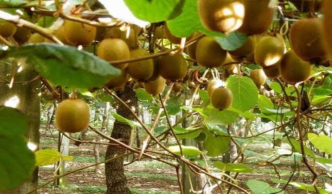 صادرات بیش از ۷ هزار تن کیوی از گیلان